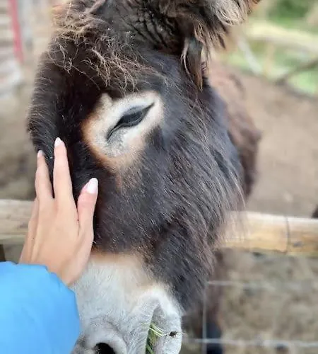Mountain Eco Shelter 5 Luxussátor Funchal