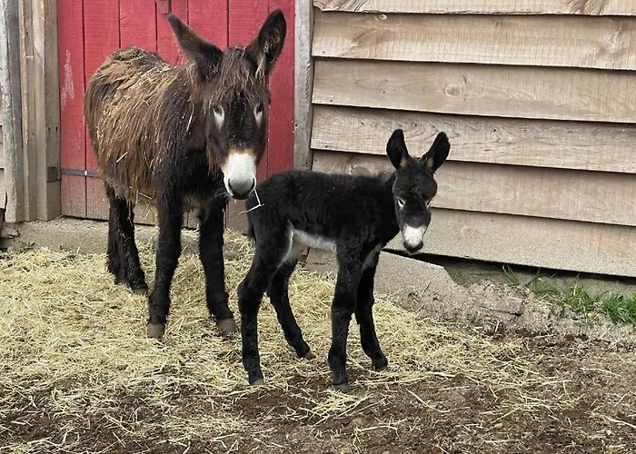 Mountain Eco Shelter 5 Funchal