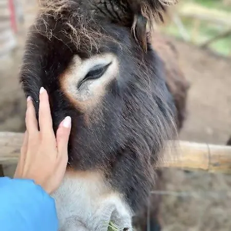 Mountain Eco Shelter 5 럭셔리텐트 푼샬
