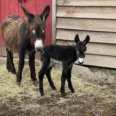 Mountain Eco Shelter 5 푼샬